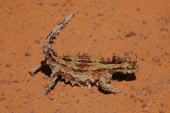 Australia's thorny devil