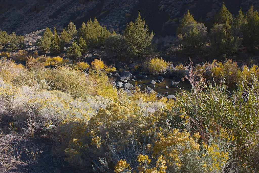 Oregon Outback