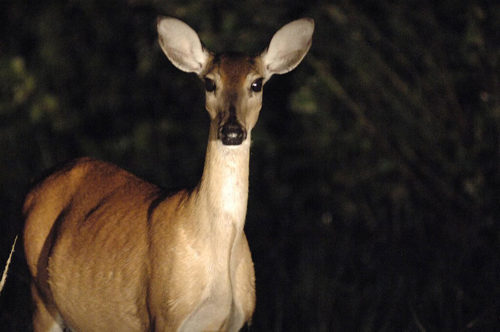 Deer at night,