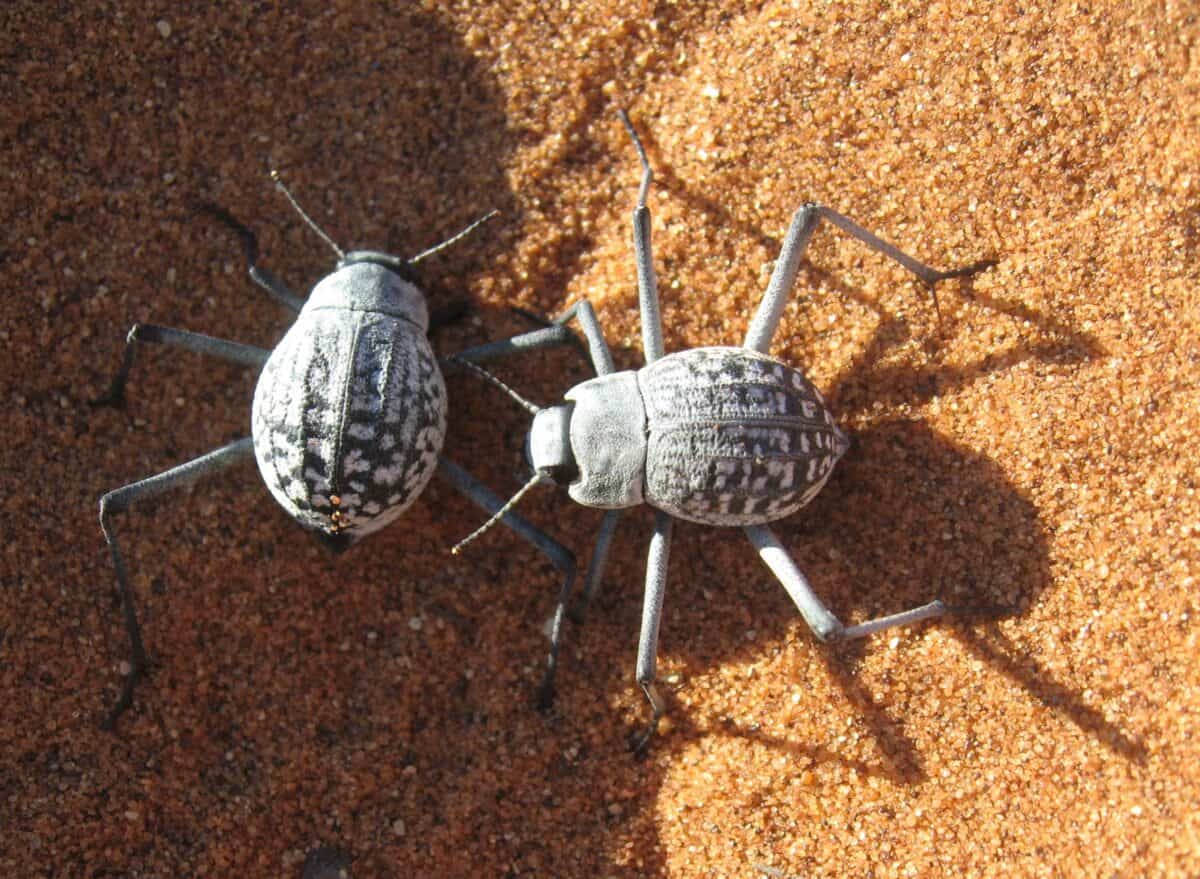 Stenocara beetle