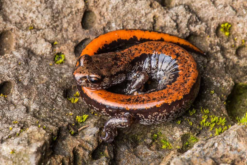 Lungless salamander