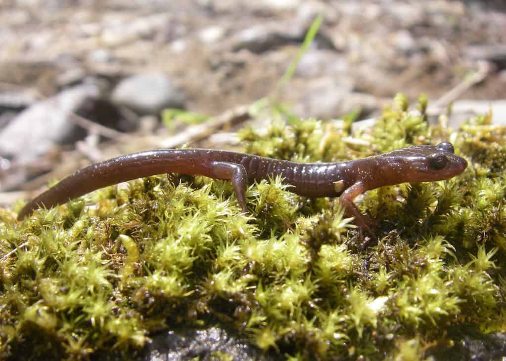 Lungless salamander