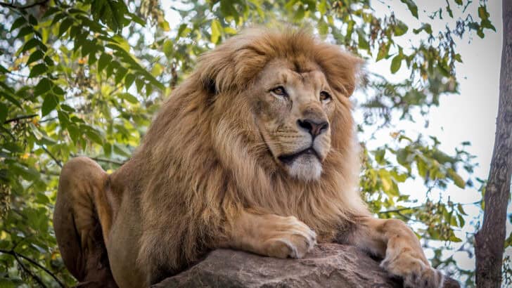 How Predators Choose Their Prey&mdash;It&rsquo;s Not What You Think