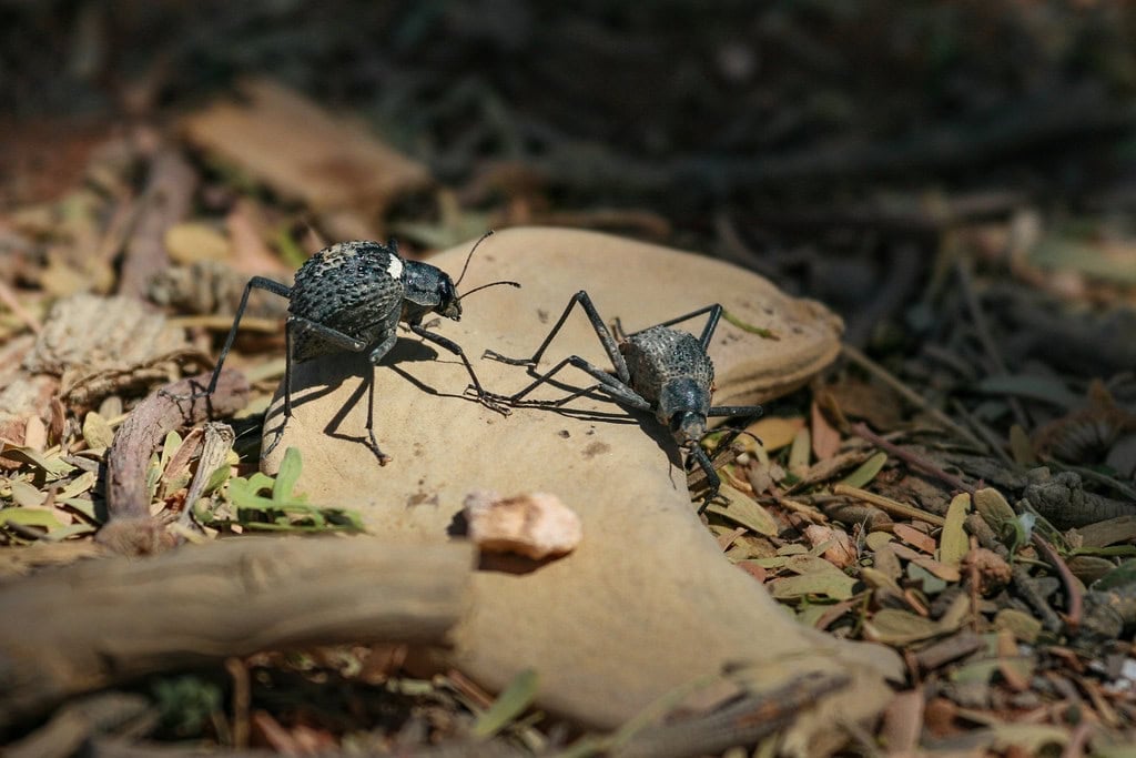 Namib Desert Beetle