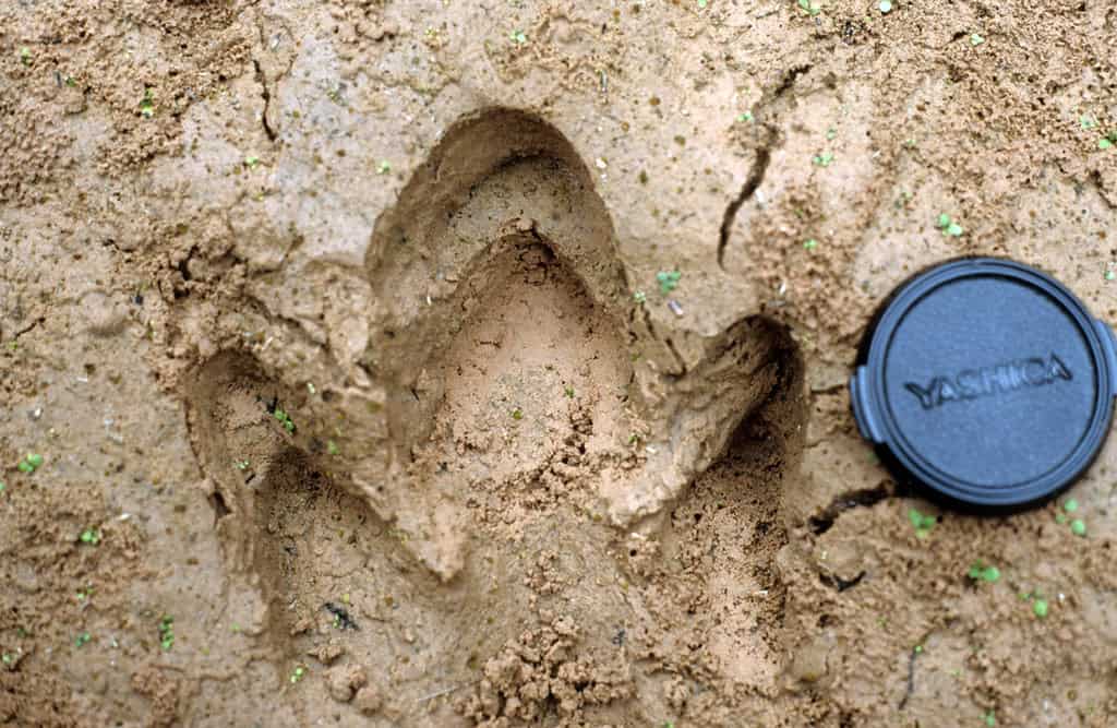 Animal tracks