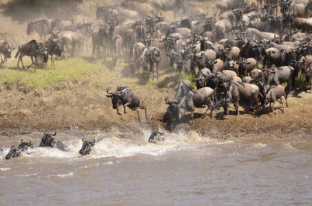 How Wildlife Corridors Are Saving Migrating Animals