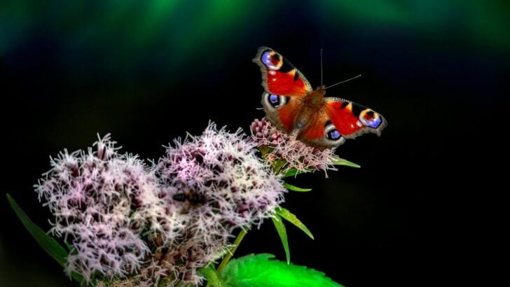 How to Attract Pollinators Without Using Sugar Water