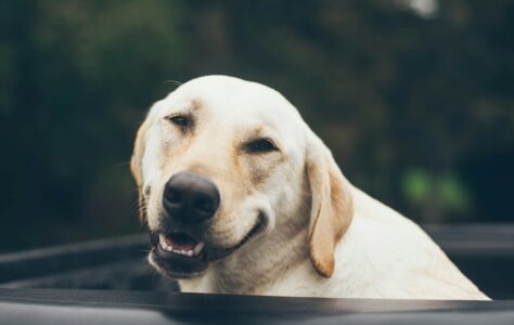 12 Reasons Your Dog Tilts Its Head Its Not What You Think
