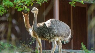 Two ostriches taking taking a stroll outdoors.