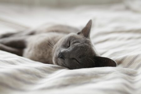 Do Pets Really Dream? Science Explains