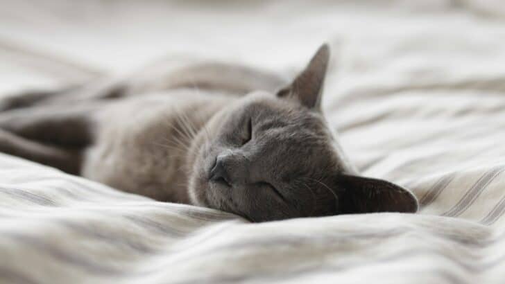 Do Pets Really Dream? Science Explains