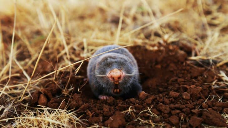 Animals That Dig for Their Food — Nature’s Harvesters