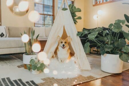 Why Some Dogs Smile and Others Don&rsquo;t