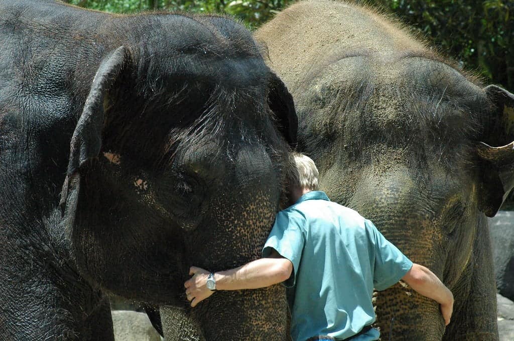 Elephant and human.