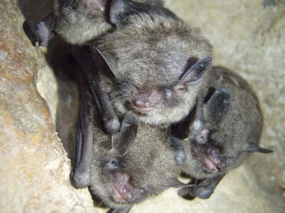 The Silent Flight of the Bat A Nocturnal Hunter