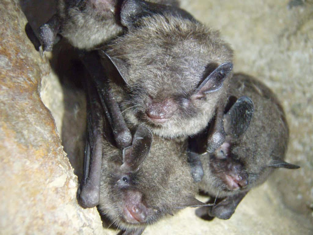 Bats.