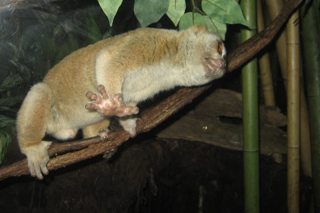 Slow loris