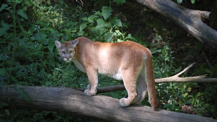Are Mountain Lions Making a Comeback in the Midwest?