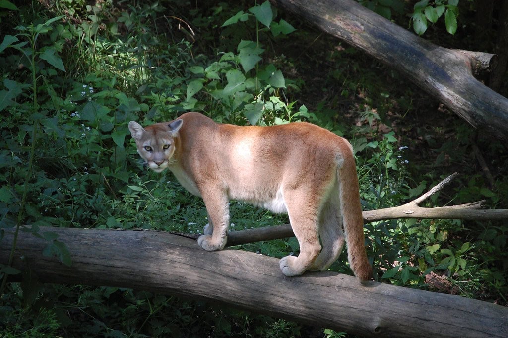 Mountain lion