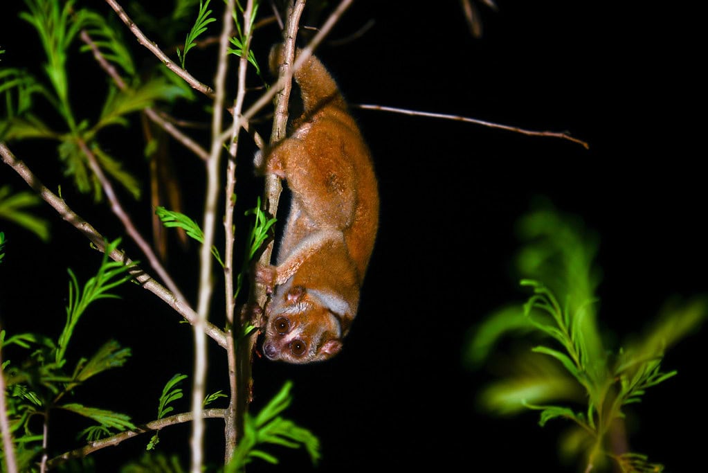 Slow loris