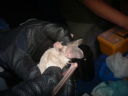 Leaf-Nosed Bat