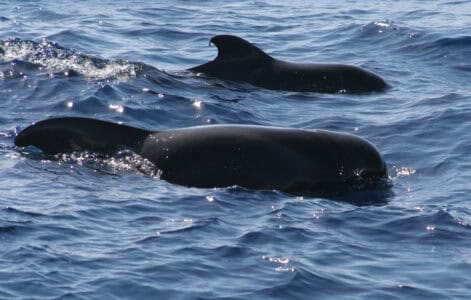 Scientists Are Using Whale Songs to Map the Ocean Floor