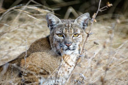 How Bobcats Are Making a Comeback Across the U.S.