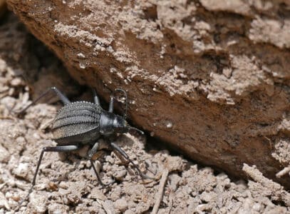 The Animal That Drinks Fog