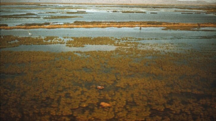 America&rsquo;s Most Important Wetlands and the Creatures That Rely on Them
