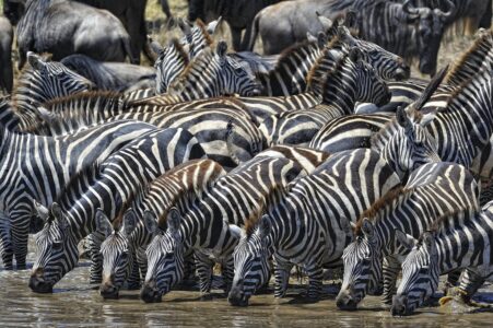 Beginner&rsquo;s Guide to Ethical Wildlife Safaris