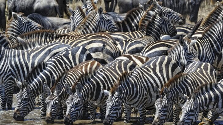 Beginner&rsquo;s Guide to Ethical Wildlife Safaris