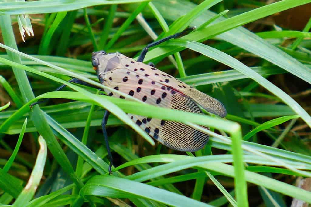 Spotted lanternfly