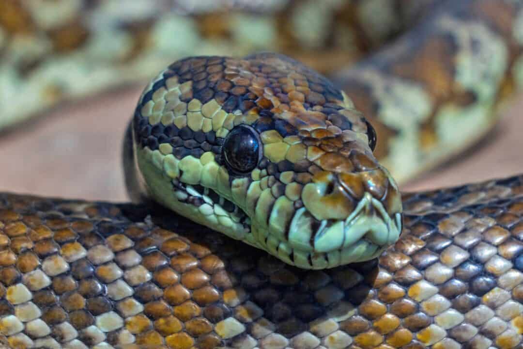 18 Strange Ways Snakes Use Their Tongues - Animals Around The Globe