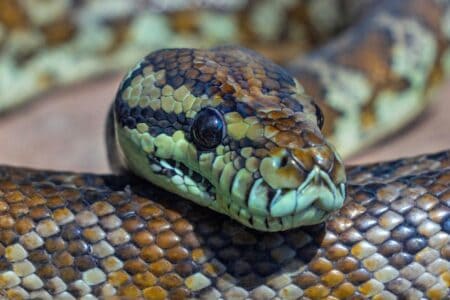 18 Strange Ways Snakes Use Their Tongues