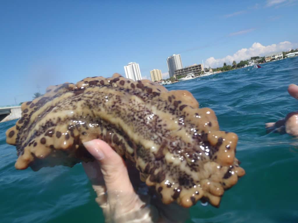 Sea Cucumber