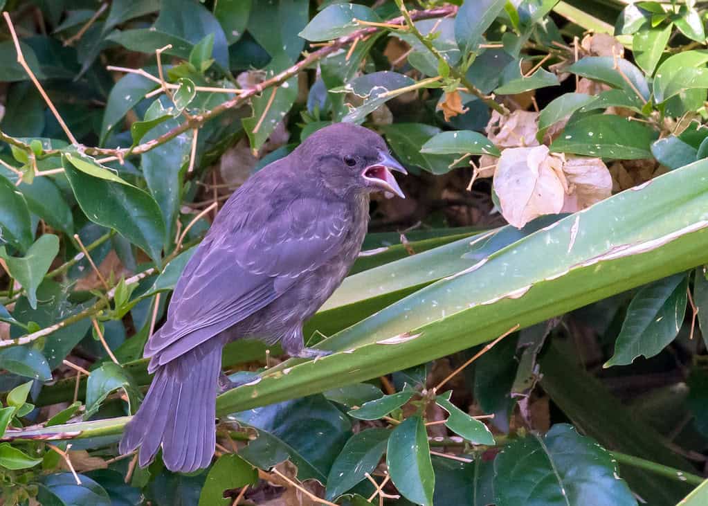 Bird song