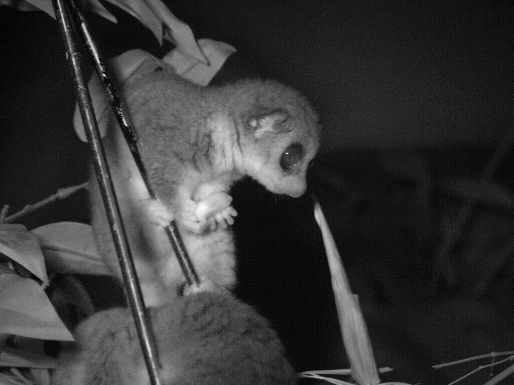 Fat-Tailed Dwarf Lemur