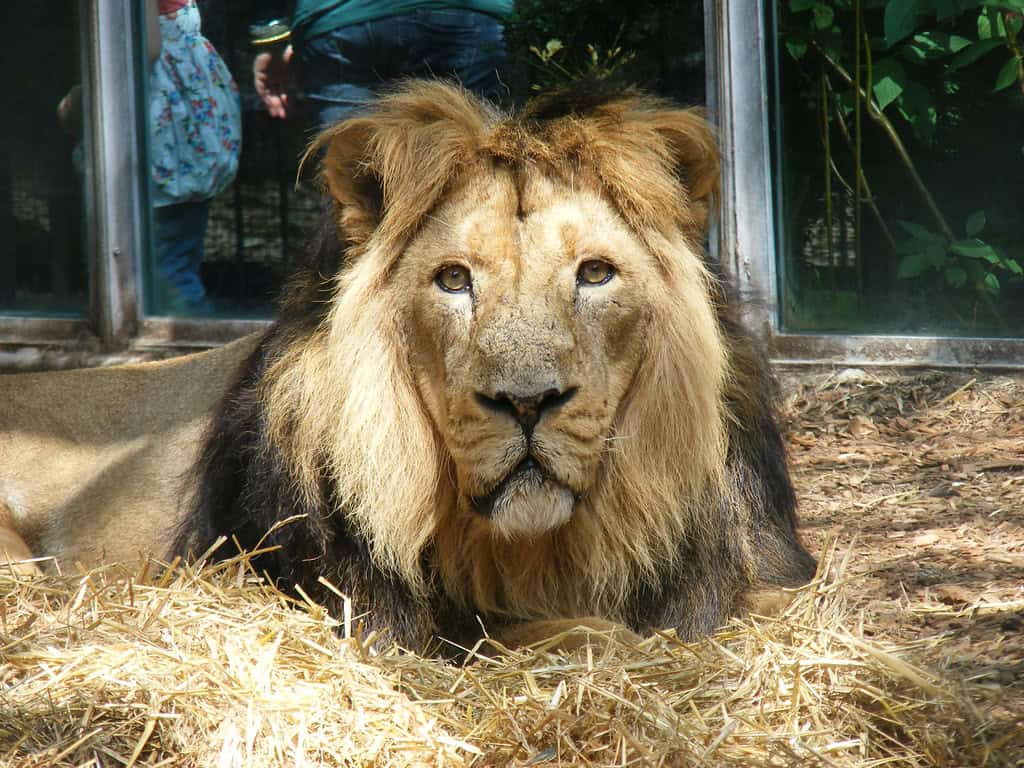 Asiatic lion