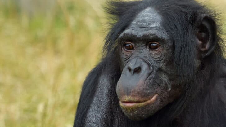 Do Animals Understand Fairness? New Research Says Yes