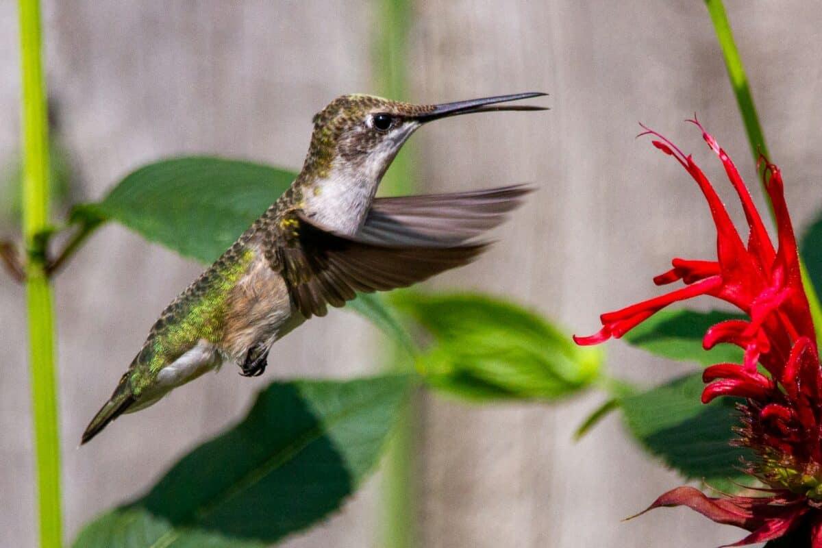 a hummingbird flying towards a red flower