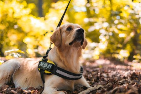 Can Dogs Actually Understand Words