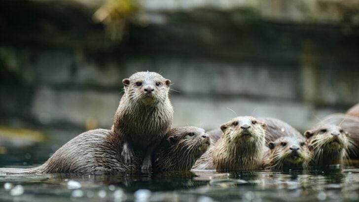 The Struggles Otters Face in a Changing World