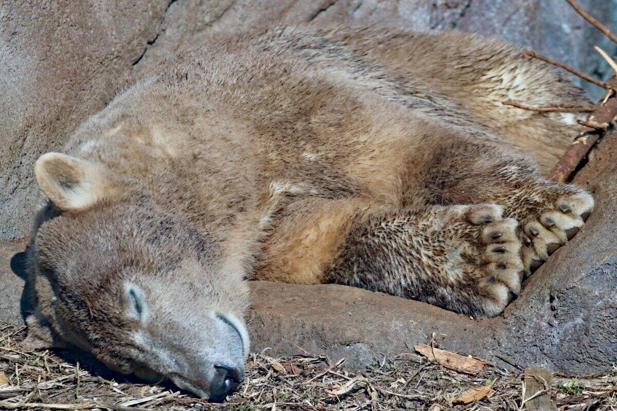 A huge bear getting some sleep.