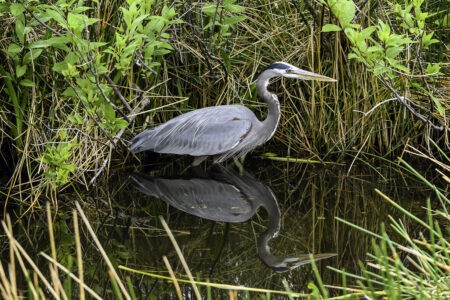 This River Delta Is a Magnet for Endangered Birds