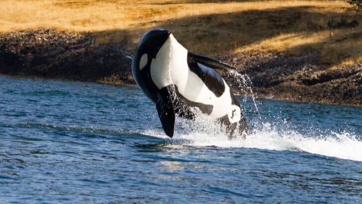 Orcas Have Regional Accents
