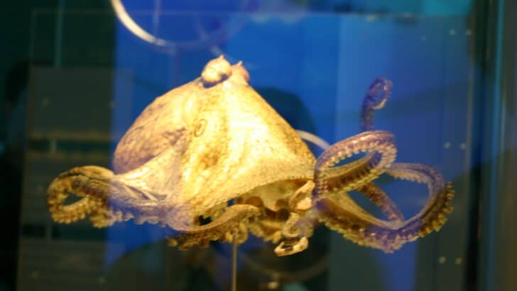 The Surprising Intelligence of Octopuses Explained
