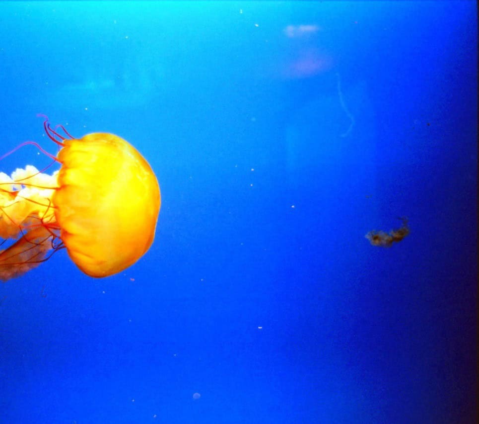 Phantom Jellyfish