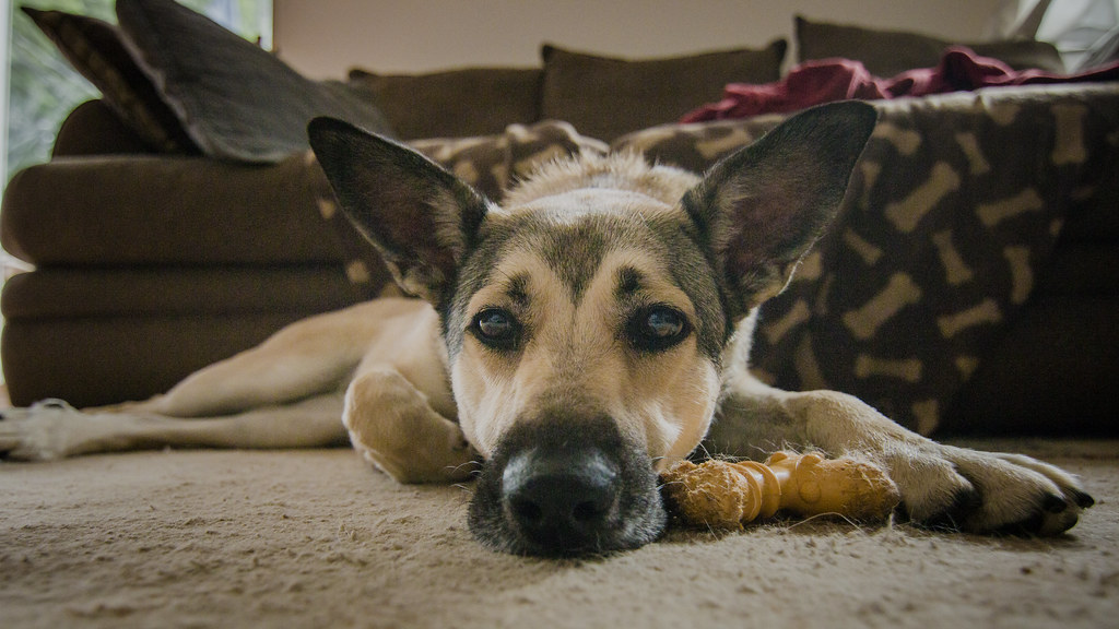 Dog