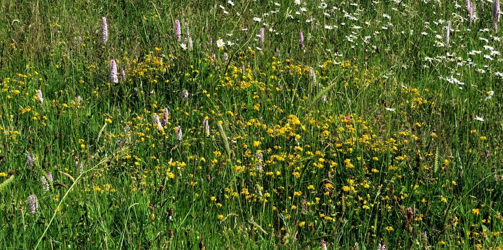 Wildlife Meadow