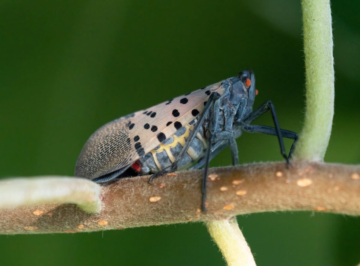 Spotted lanternfly
